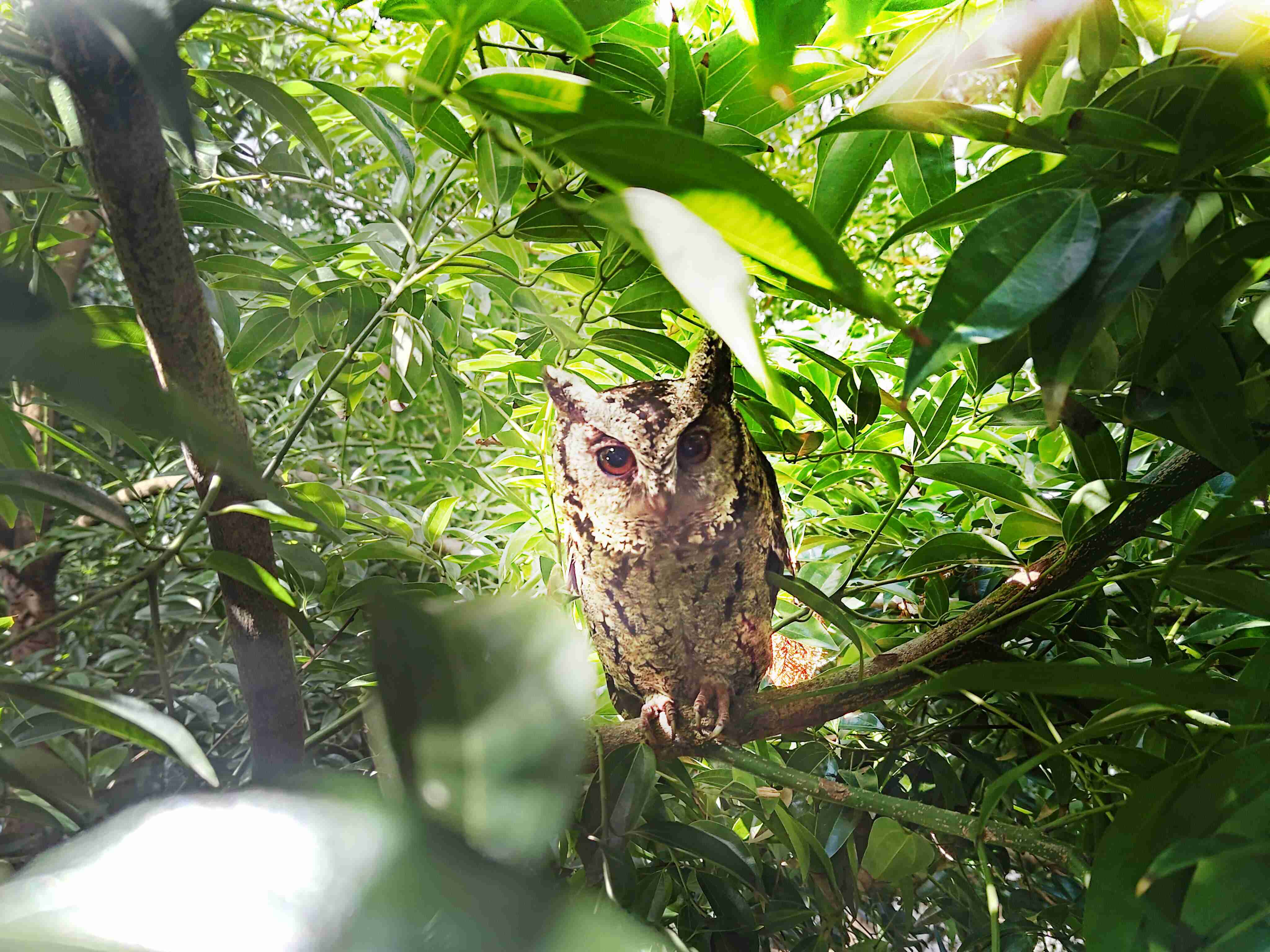 NG大舞台致力提倡净零绿生活，，，16年以来在全球各厂区植树逾百万棵，，，造就各厂区树木蔚然成林，，，犹如森林工厂，，，成为许多生物的栖息地